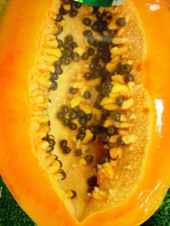 papaya