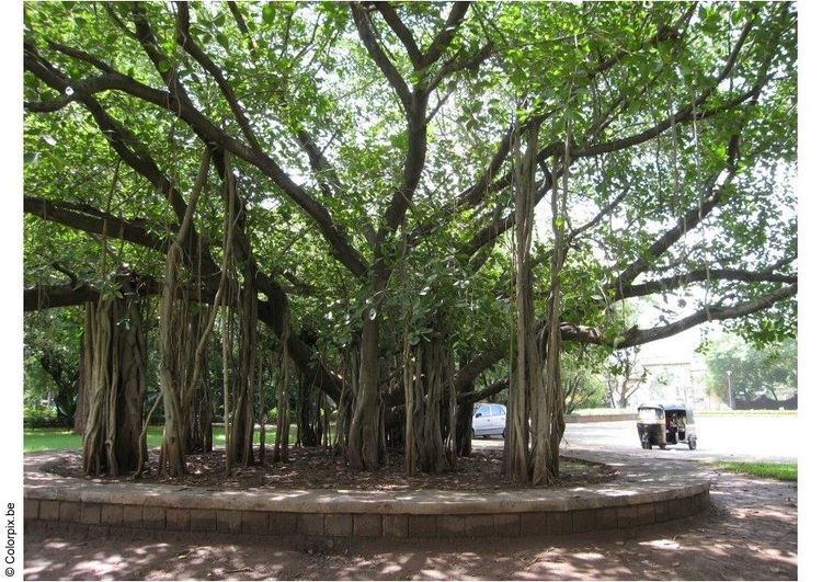 Foto Park Ghandi Museum Puna