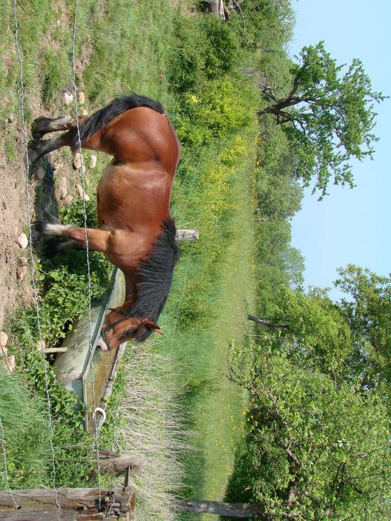 Pferd auf der Weide