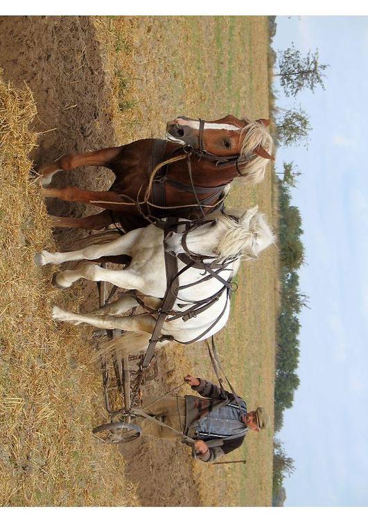 pflÃ¼gender Landwirt