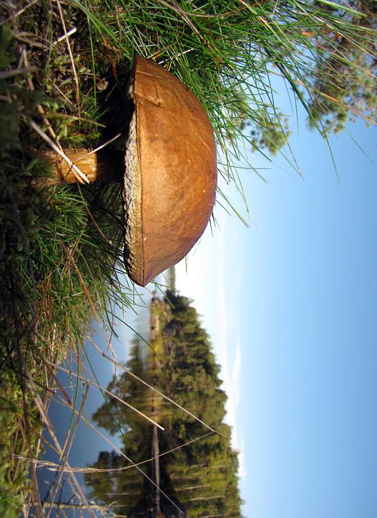 Pilz