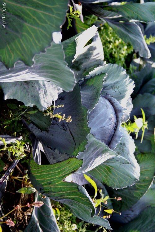 Rotkohl