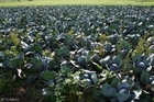 Rotkohl