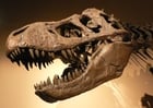 Fotos Schädel Tyranosaurus Rex