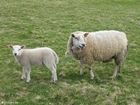 Fotos Schaf mit Lamm