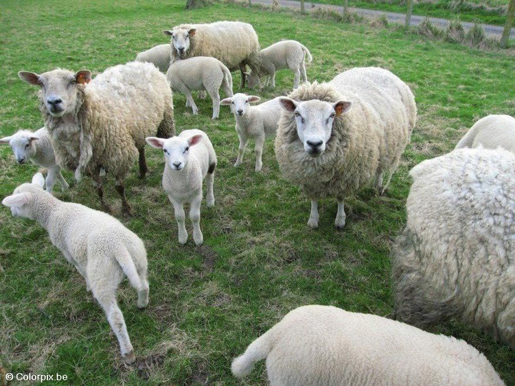 Foto Schafe Mit Lammer Kostenlose Fotos Zum Ausdrucken