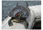 Fotos Schildkröte