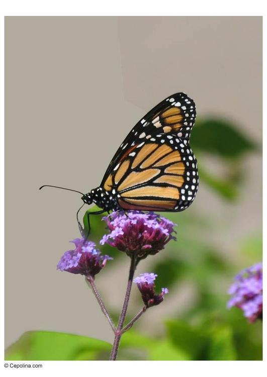 Schmetterling 2