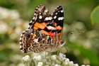 Foto Schmetterling - Australische painted Lady