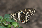 Schmetterling