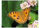 Foto Schmetterling