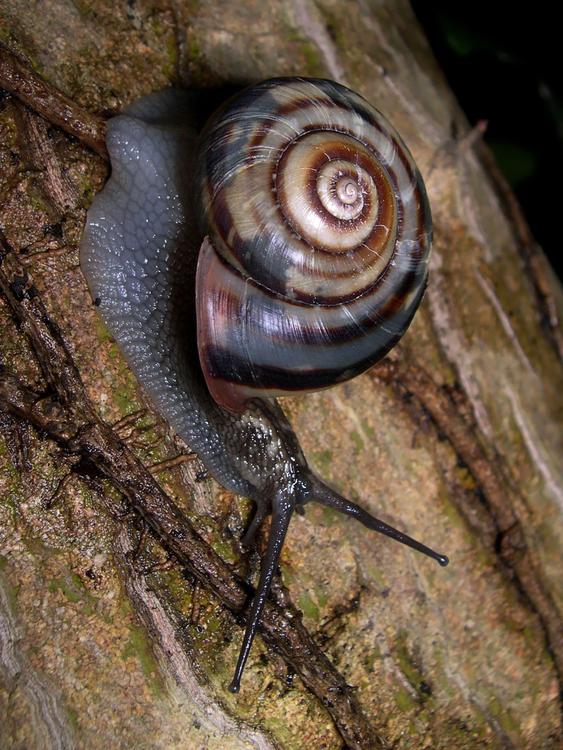 Schnecke