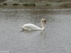 Foto Schwan 1