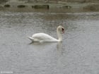 Foto Schwan 1