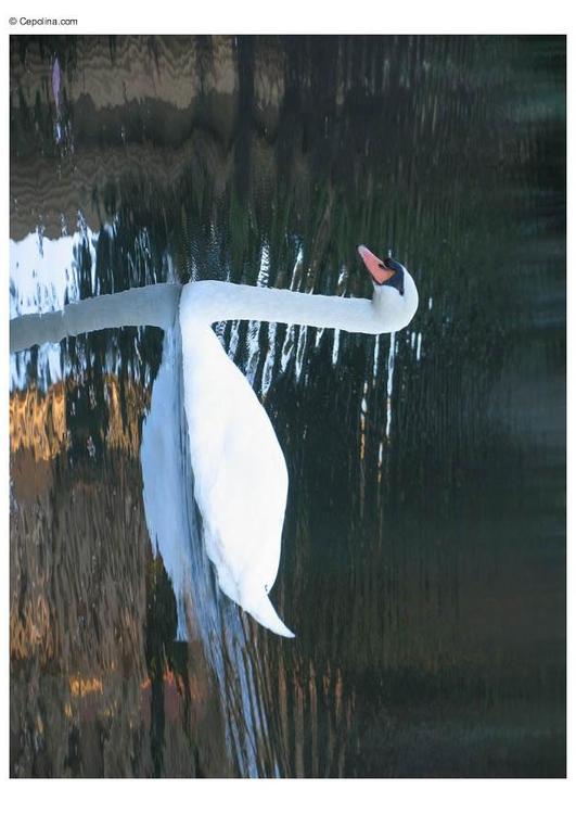 Schwan