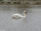 foto Schwan 1