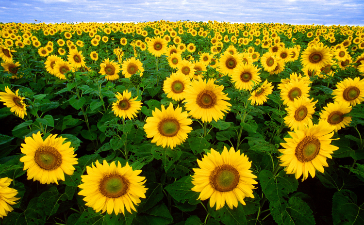 Foto Sonnenblumen