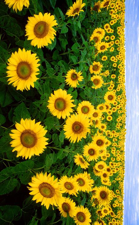 Foto Sonnenblumen - Kostenlose Fotos Zum Ausdrucken - Bild 19562.
