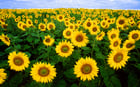 Fotos Sonnenblumen