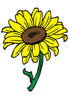 Bild sonnenblumen