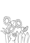 Malvorlage sonnenblumen