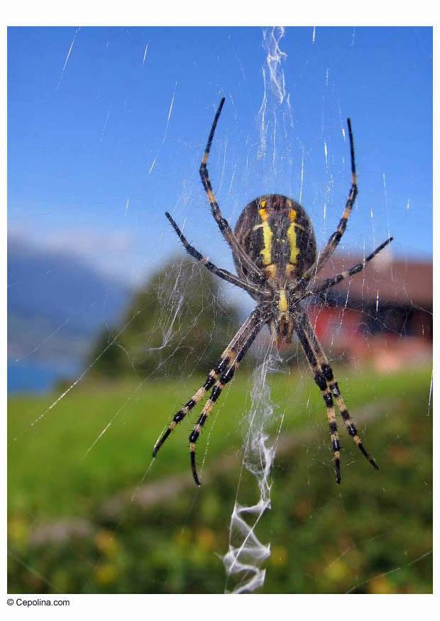 spinne edderkopp nett ragno