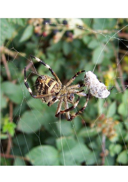 Spinne mit Beute
