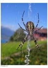 Foto Spinne