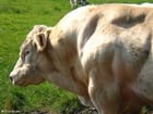 Foto Stier