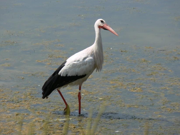 Foto Storch