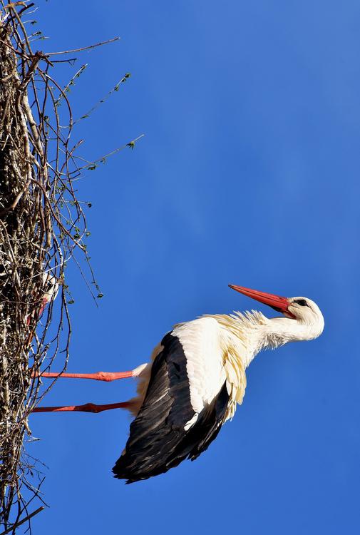 Storch