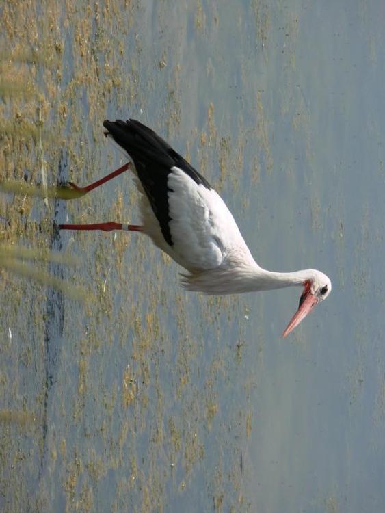 Storch