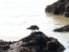 Foto StrandlÃ¤ufer