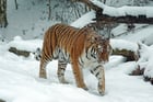 Tiger im Schnee