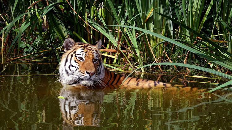 Foto Tiger im Wasser