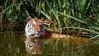 Tiger im Wasser