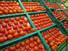 Foto Tomate
