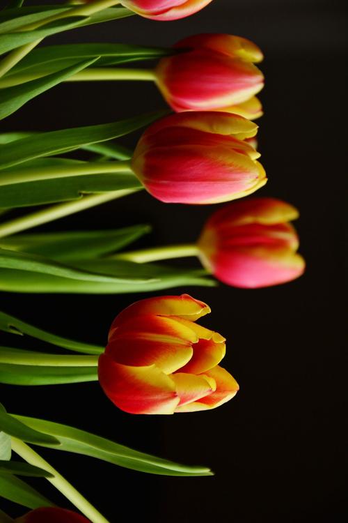 Tulpen