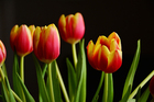 Tulpen