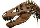 Fotos Tyrannosaurus Rex
