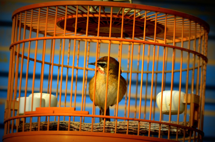 Foto Vogel im KÃ¤fig - Gefangenschaft