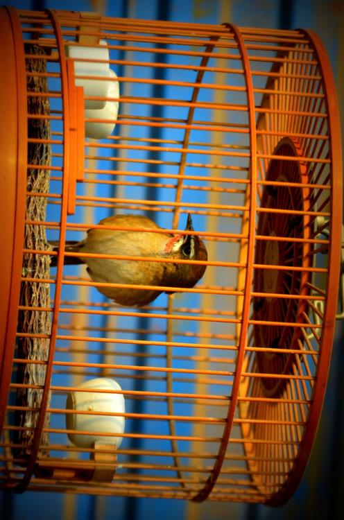 Vogel im KÃ¤fig - Gefangenschaft