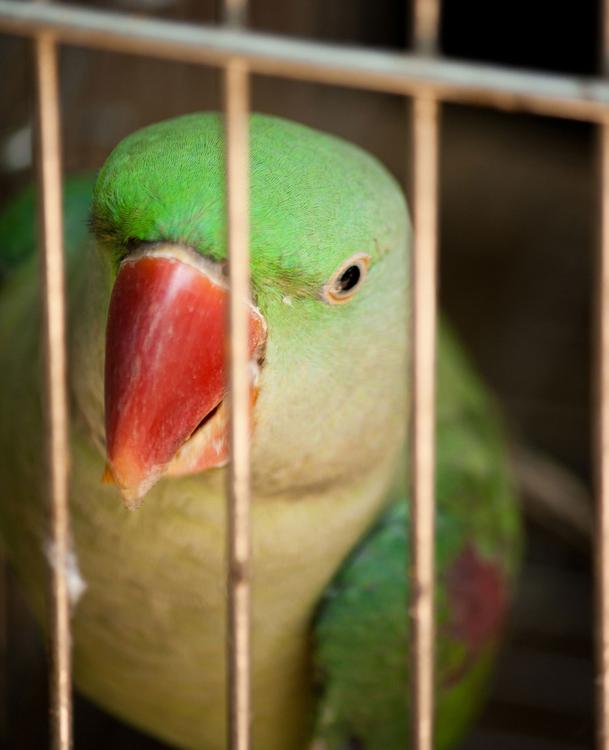 Vogel in Gefangenschaft