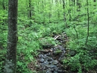Fotos Wald