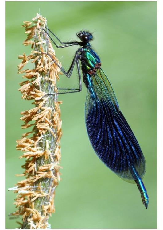 Wasserjungfer - Libelle