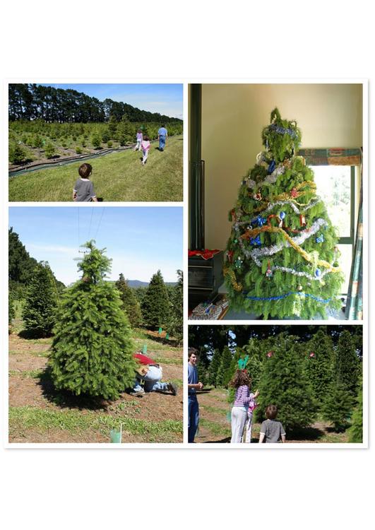 Weihnachtsbaum kaufen