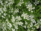 Wiesenkerbel 3