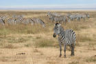 Fotos Zebra