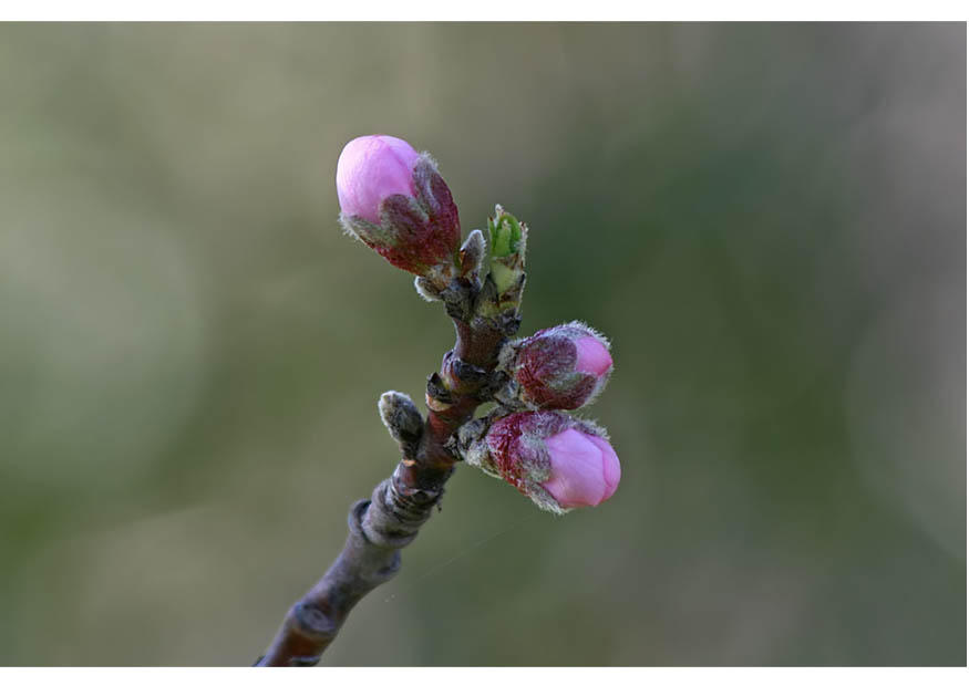 2. geschlossene blA¼ten - frA¼hlingsanfang Foto 2. geschlossene blA¼ten - frA¼hlingsanfang
