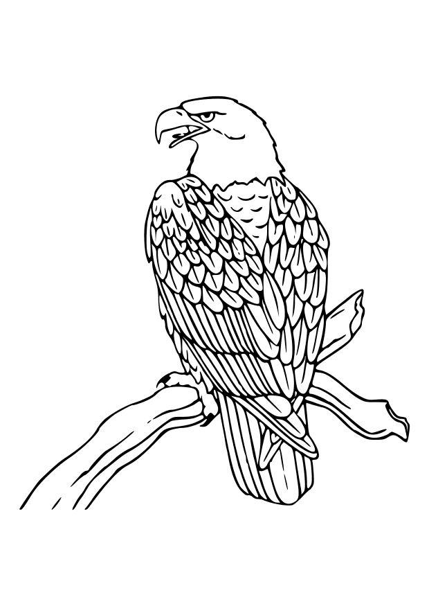 adler Malvorlage adler
